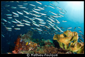 shoal_Magic Mountain_Raja Ampat by Mathieu Foulquié 